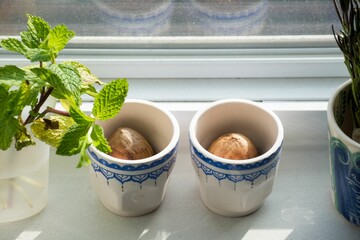 Herbs and avocado seeds on a windowsill