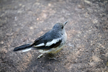 Female Oriental magpie-robin (Copsychus saularis) in Hong Kong Wetland Park at sunny day