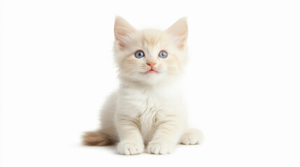 A fluffy white kitten with bright blue eyes, smiling playfully.