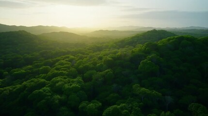 Obraz premium Aerial drone view of tropical rainforest canopy teeming with vibrant green trees
