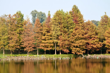 Beautiful fall color at Hong Kong wetland park at sunny day