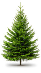 Obraz premium Realistic green Fir tree, undecorated, isolated on white background