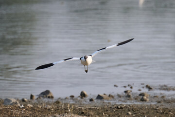 Pied avocet (Recurvirostra avosetta) flying in Hong Kong Wetland Park at sunny day