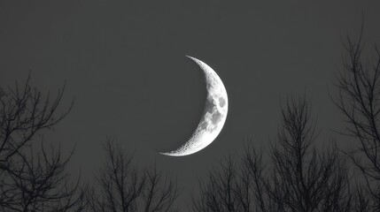 New Moon March Serene night view of crescent moon above silhouetted bare trees
