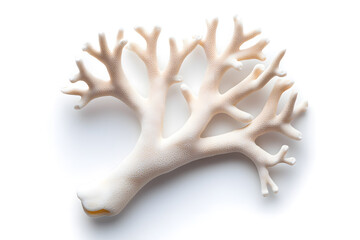 Obraz premium Coral isolated on white background