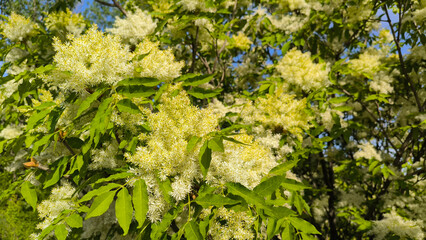 Fraxinus ornus - Manna Ash tree in spring blossom