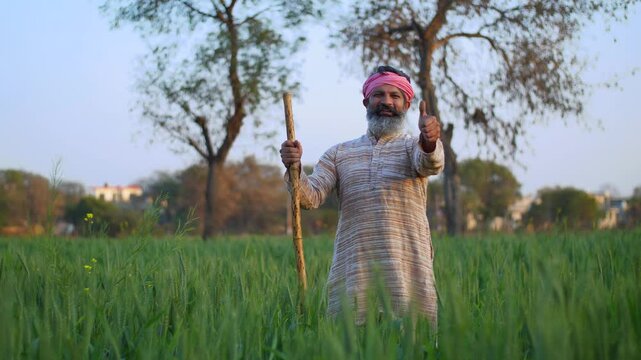 Old Indian farmer is happy in his wheat field - crop  cereal crop  wheat cultivation  village life  desi lifestyle. Grey-haired farmer making thumbs up gesture in his farmland - jai jawan jai kisan...