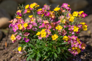 Obraz premium Colorful flowers bloom in a sunny garden during spring, creating a vibrant and cheerful outdoor space for relaxation