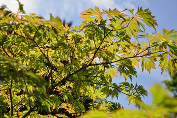 Bright leaves of maple tree against blue sky