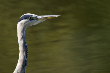 head gray heron with yellow eyes, close up gray heron at a sunny day, Grey heron from the side, bird with long neck, beak grey heron, lake in the background