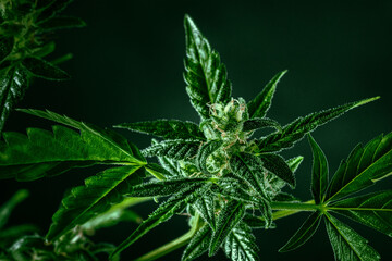 Cannabis plant with green leaves and white flowers, with trichomes. Growing organic medicinal hemp indoors for CBD