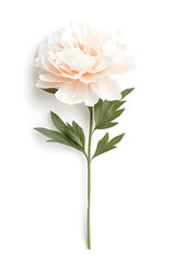 Fototapeta premium Large pink peony flower with green leaves isolated on white background