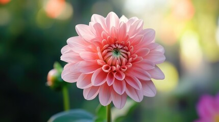Fototapeta premium Pink dahlia flower blooming in a garden with blurred background creating a serene and vibrant atmosphere of nature and beauty