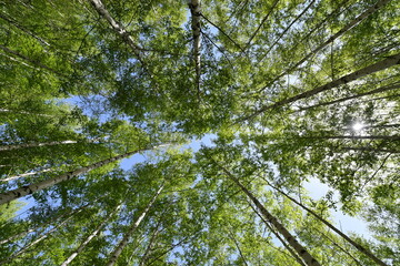Scenery of a birch forest in Wondae-ri, Inje-gun, Korea, summer