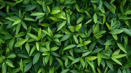 Obraz premium Lush green bamboo leaves in a flat lay arrangement showcasing their vibrant hues and textures on a dark background, perfect for eco-friendly concepts.