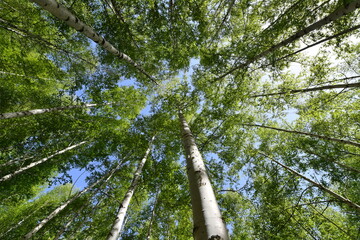 Fototapeta premium Scenery of a birch forest in Wondae-ri, Inje-gun, Korea, summer