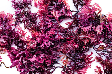 Irish sea moss, Chondrus crispus, edible seaweed, purple, isolated on a white background, overhead flat lay shot, a close-up
