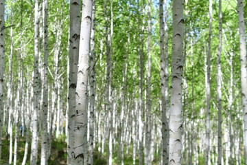 Fototapeta premium Scenery of a birch forest in Wondae-ri, Inje-gun, Korea, summer