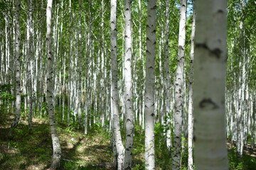 Obraz premium Scenery of a birch forest in Wondae-ri, Inje-gun, Korea, summer