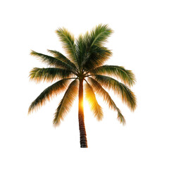 Silhouetted Palm Tree at Sunset