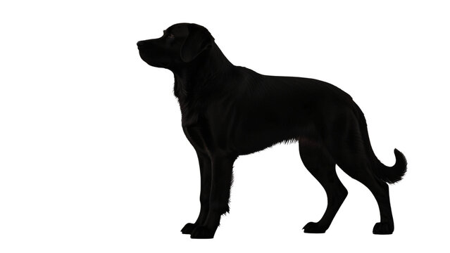 silhouette of a dog on a transparent background