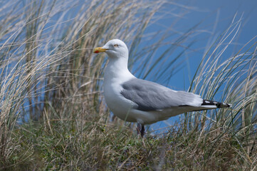 Larus argentatus - European herring gull - Goéland argenté