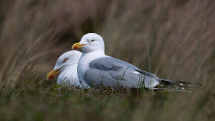 Larus argentatus - European herring gull - Goéland argenté