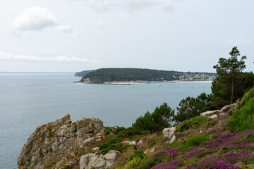 Fototapeta premium Sous un ciel couvert, bruyères violettes, rochers et un pin maritime composent le paysage surplombant la baie de Morgat.