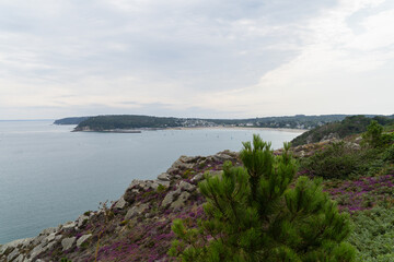 Fototapeta premium Vue panoramique de la baie de Morgat, présqu'île de Crozon, sous un ciel d'été couvert. La bruyère en fleurs se mêle aux roches, avec un pin maritime en arrière-plan.