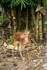 Wild deer Cervidae in a bamboo forest, Bali, Indonesia