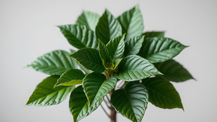leaves on white background