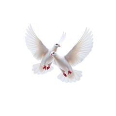 Obraz premium Two White Doves in Flight, Symbol of Peace and Love