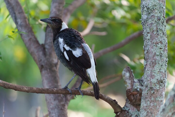 Juvenile Australian magpie (Gymnorhina tibicen) on a branch. Coochiemudlo Island, Queensland, Australia 
