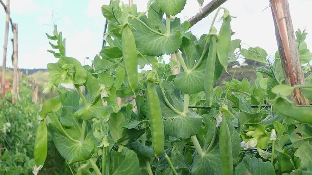 Field bean plants, green beans on a rural farm, pea, Pea in the vegatable garden. Vicia faba, also known in the culinary sense as the pea, fava bean, or faba bean is a species, pea plant, field bean.