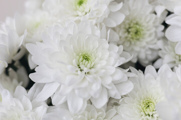 Close up, bouquet of white chrysanthemum flowers, nature floral background.