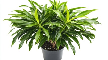 Fototapeta premium A small green plant grows in a black ceramic pot on a clean white background