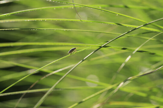 클로즈업,1,노린재,풀,잎,한국