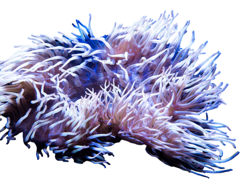 Soft blue purple corals isolated png transparent