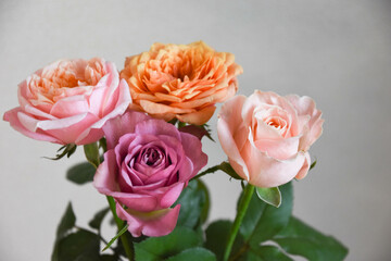 カラフルな薔薇