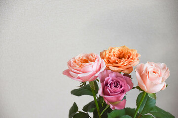 カラフルな薔薇