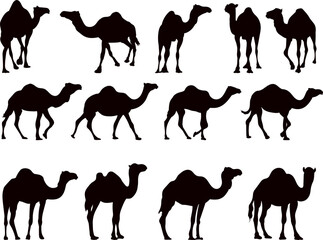 silhouette camels in different poses collection, vector
