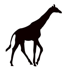 silhouette of a giraffe walking on a white background, vector