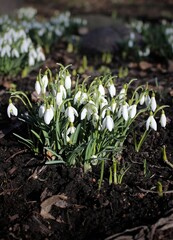 Snowdrops. White flowers on a dark background in the garden. Beautiful natural background. Floral landscape. Spring flowers. Delicate petals. Smell. A warm spring day. Green grass. March. April 