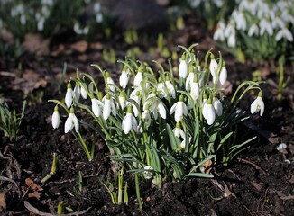 Snowdrops. White flowers on a dark background in the garden. Beautiful natural background. Floral landscape. Spring flowers. Delicate petals. Smell. A warm spring day. Green grass. March. April 