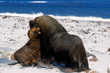 Fototapeta premium Lion de mer, femelle, mâle, Otaria flavescens, Iles Falkland, Malouines