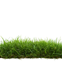 Fresh Green Grass Field