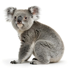 Fototapeta premium Koala.