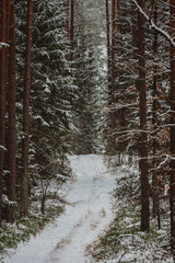 winter forest landscape with snow