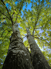 Fototapeta premium silver poplar tree in the spring
