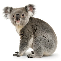 Koala.